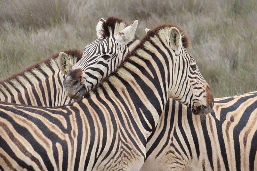 From Cape Town: Wildlife Safari, Olive, Beer & Wine Tasting - A Comfortable Start From Cape Town