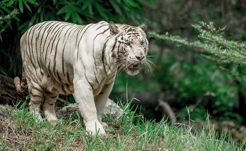 From Cebu City: Cebu Safari and Adventure Park Day Tour - African Savanna, The Park’s Big Open-Air Experience