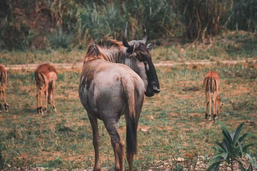 From Cebu City: Cebu Safari and Adventure Park Day Tour - How The $90 Price Holds Up