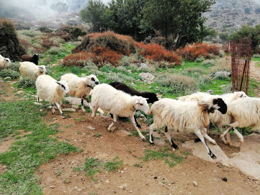 From Chania: White Mountains Land Rover Safari - Inside a traditional mitato