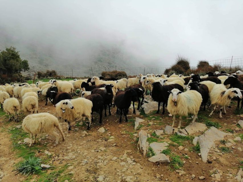 From Chania: White Mountains Land Rover Safari - Orange groves, avocado trees, and working villages