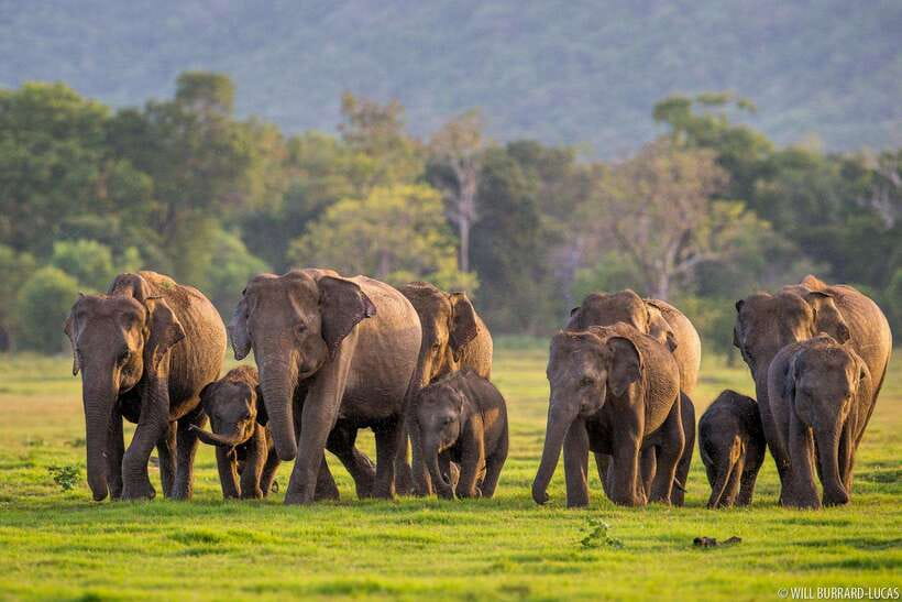 From Colombo: Sigiriya & Dambulla Day Tour with Safari - Key points to know before booking