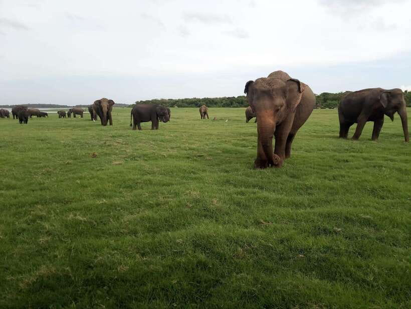 From Colombo: Sigiriya & Dambulla Day Tour with Safari - The return journey is part of the price you pay