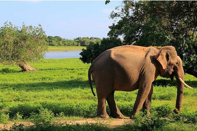 From Colombo to Sigiriya Fortress, Dambulla & Minneriya Safari - What the $75 price really covers