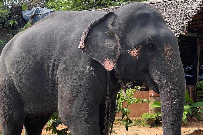 From Colombo to Sigiriya Fortress, Dambulla & Minneriya Safari - The driver can shape the whole day