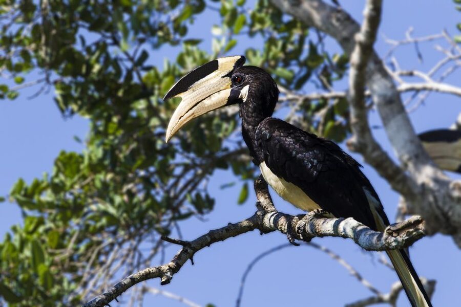 From Colombo: Udawalawa Safari & Elephant Transit Home Tour - Should you book the Udawalawe safari?