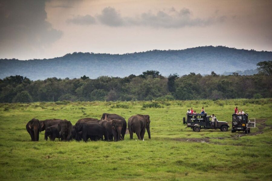 From Colombo: Udawalawa Safari & Elephant Transit Home Tour - Lunch at a local hotel in Udawalawe