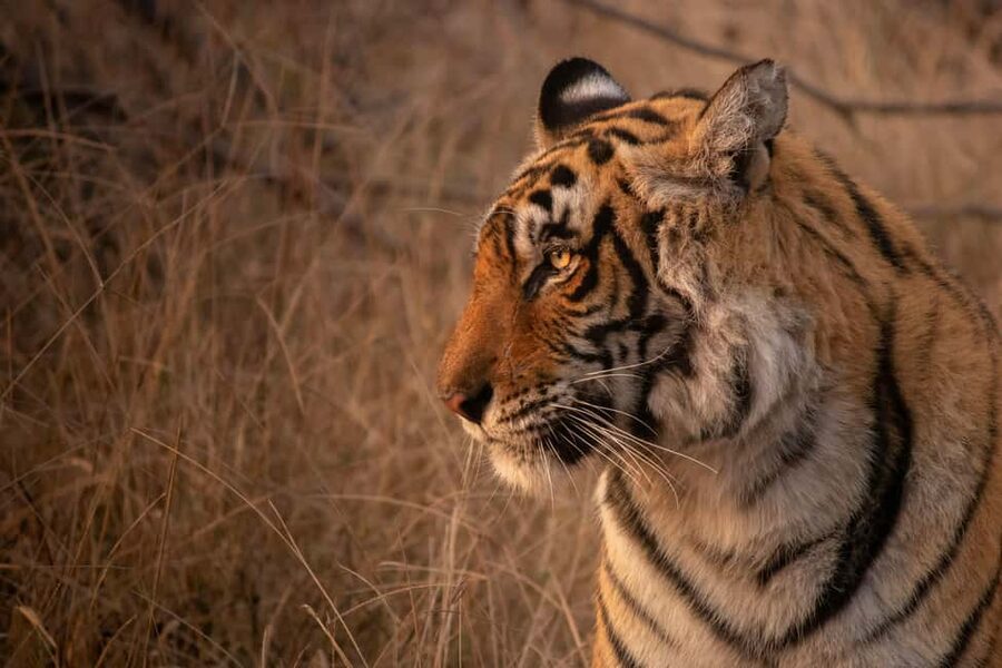From Delhi: 4-Day Golden Triangle & Ranthambore Tiger Safari - A fast but rewarding route through northern India