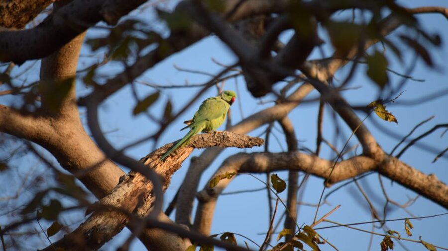 From Delhi: 4-Day Golden Triangle & Ranthambore Tiger Safari - Day 3: Ranthambore and the honest truth about tiger sightings