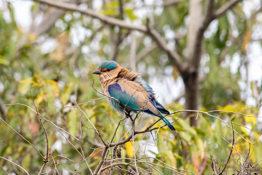 From Delhi: 5 Day Golden Triangle, Safari, & Bird Sanctuary - Key Points To Know