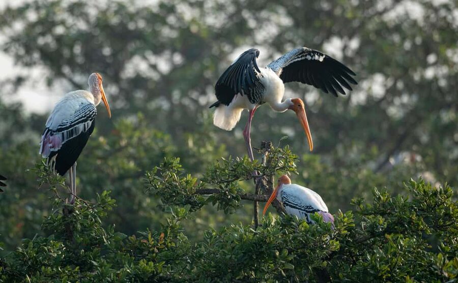 From Delhi: 5 Day Golden Triangle, Safari, & Bird Sanctuary - Day Two: Sunrise at the Taj Mahal and Bharatpur Birds