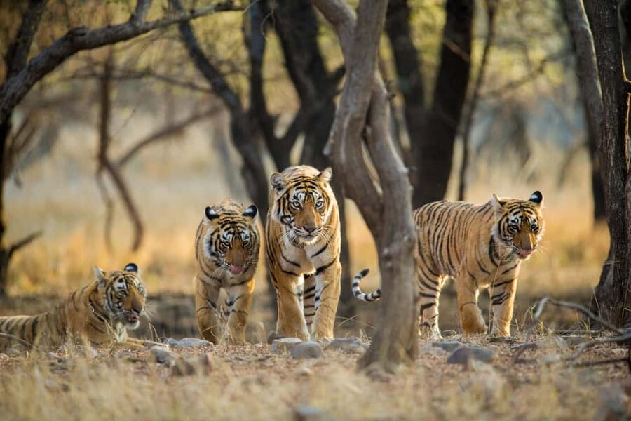 From Delhi: 5 Day Golden Triangle, Safari, & Bird Sanctuary - Day Three: Two Chances to Find a Tiger in Ranthambore