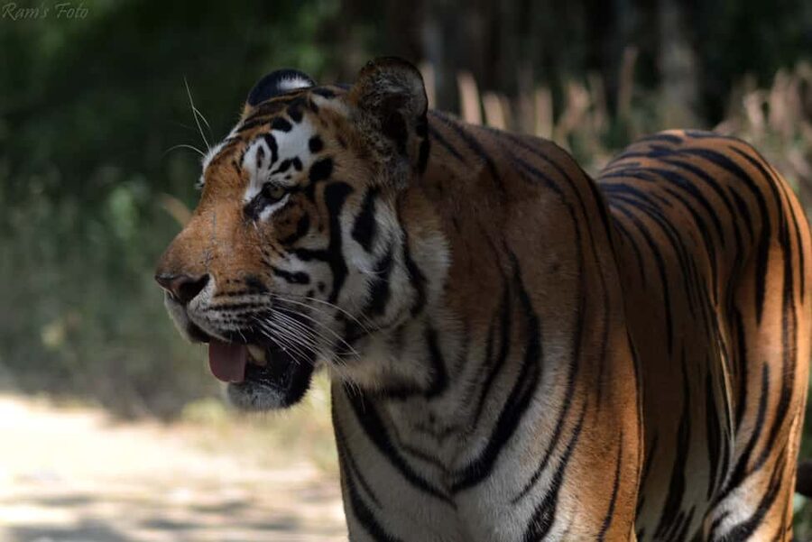 From Delhi: 5 Day Golden Triangle, Safari, & Bird Sanctuary - Guides, Drivers, and Communication