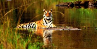 5-Day Tiger Safari & Golden Triangle Tour