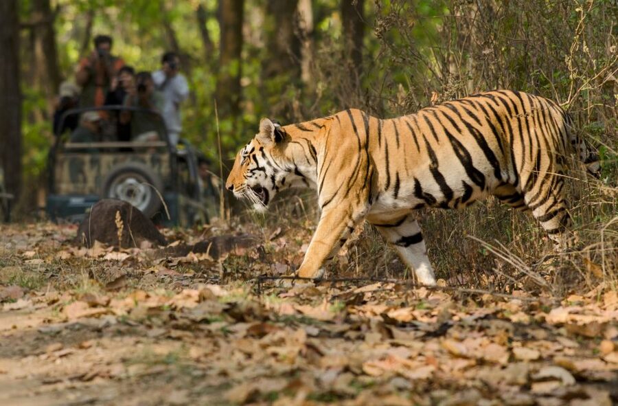 From Delhi: 5-Day Tiger Safari & Golden Triangle Tour - Day four: Jaipur’s palaces and observatory