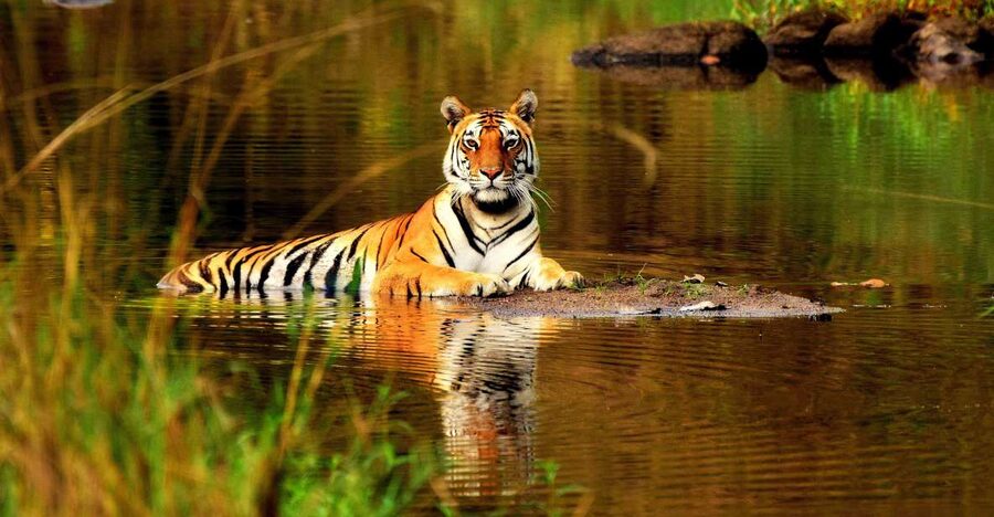 From Delhi: 5-Day Tiger Safari & Golden Triangle Tour - Day five: Amber Fort and the road back to Delhi