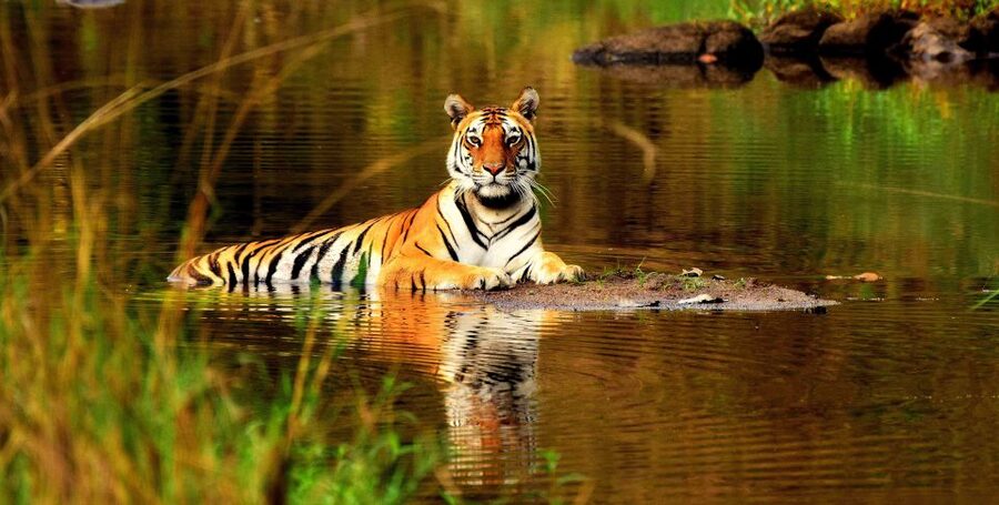 From Delhi: 5-Day Tiger Safari & Golden Triangle Tour - Day one: Delhi’s grand monuments, then Agra