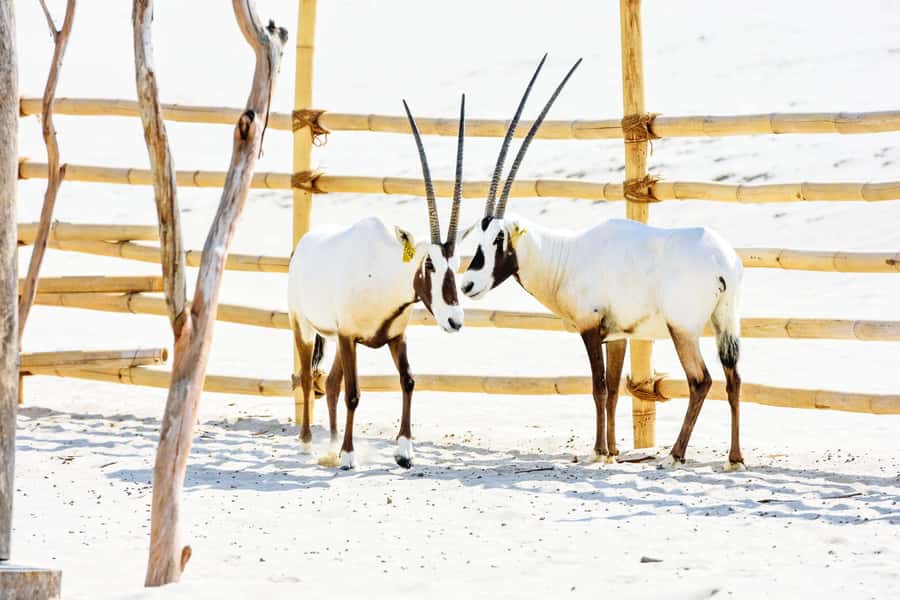 From Doha: 8-hour Safari Tour with Desert Beach Experience - What the $192 price means