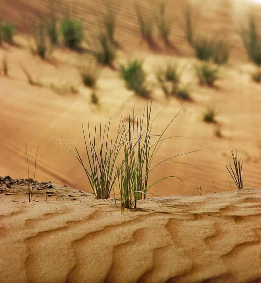 From Doha: Sunrise or Sunset Safari with Sand Boarding - Sunrise or sunset: which departure should you choose?