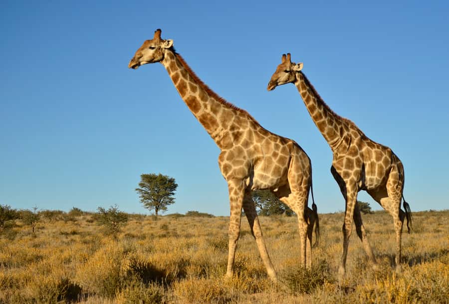 From Durban: Half-Day Safari Tour - Why Tala Game Reserve works for a short safari