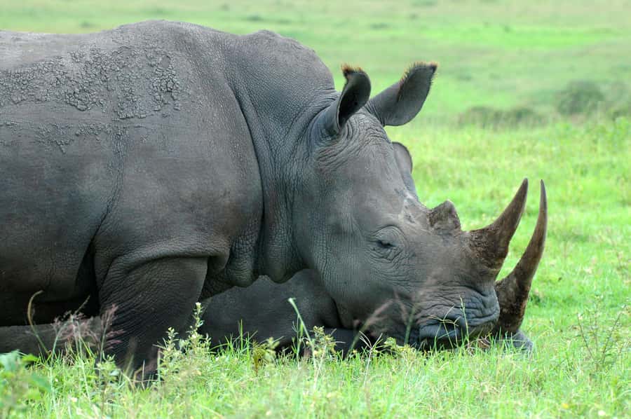 From Durban: Half-Day Safari Tour - The African Raptor Centre adds a different kind of wildlife lesson