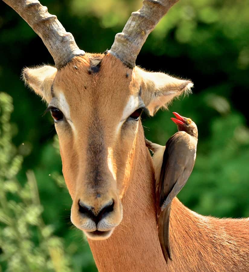 From Durban: Half-Day Safari Tour - The guides are the real strength of the experience