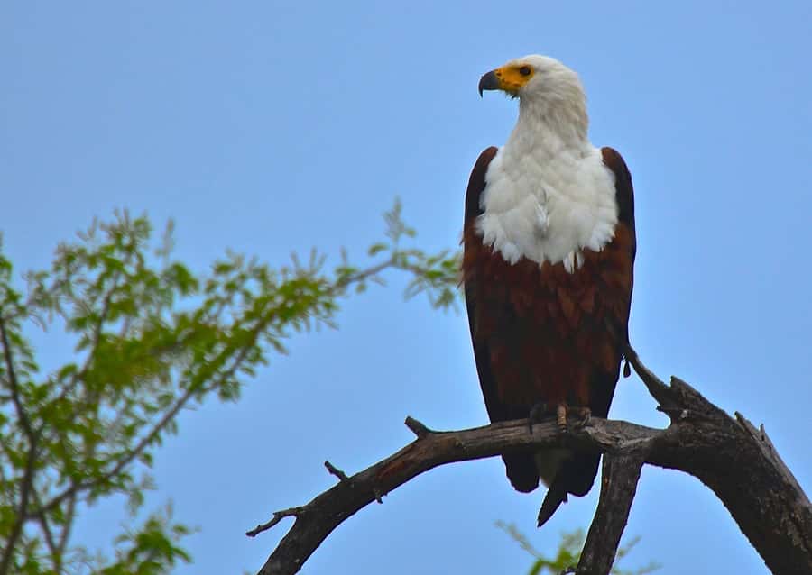 From Durban: Half-Day Safari Tour - Six hours from Durban: who benefits most