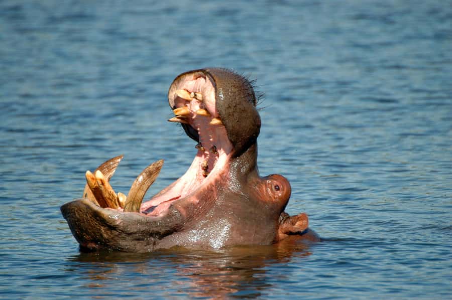 From Durban: Half-Day Safari Tour - What the Tala game drive feels like