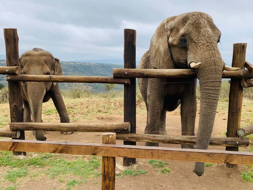 From Durban: Safari & PheZulu Village Day Tour - Weather, comfort, and what to bring