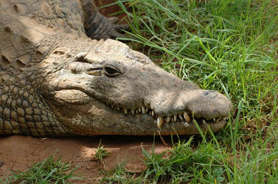 From Durban: Safari & PheZulu Village Day Tour - Tala Game Reserve: the strongest wildlife stop