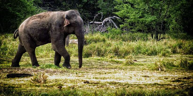 From Ella: All Inclusive Udawalawe National Park Safari - The two-hour road from Ella to Udawalawe