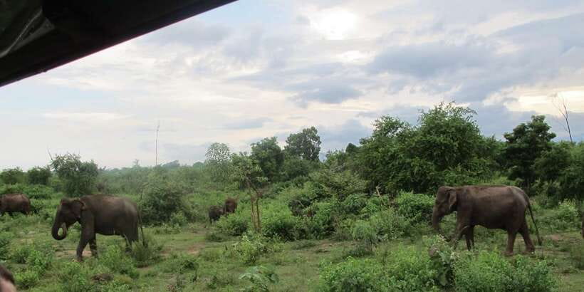 From Ella: All Inclusive Udawalawe National Park Safari - Three hours inside the park by private jeep