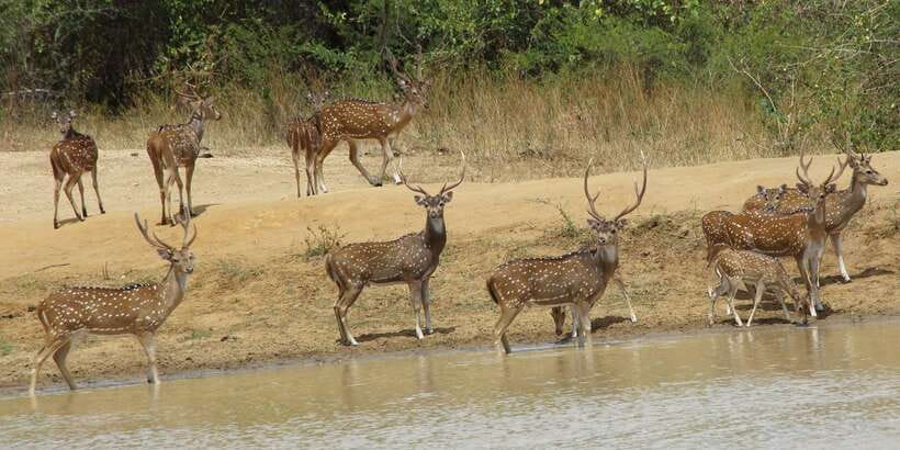 From Ella: All Inclusive Udawalawe National Park Safari - What the $140 price really covers