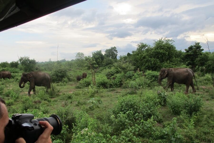 From Ella: All Inclusive Udawalawe National Park Safari - Who will enjoy this safari most