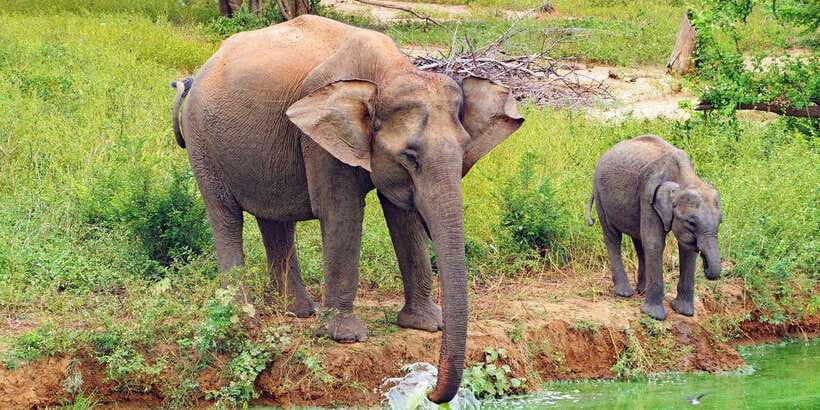 From Ella: All Inclusive Udawalawe National Park Safari - Why Udawalawe was created