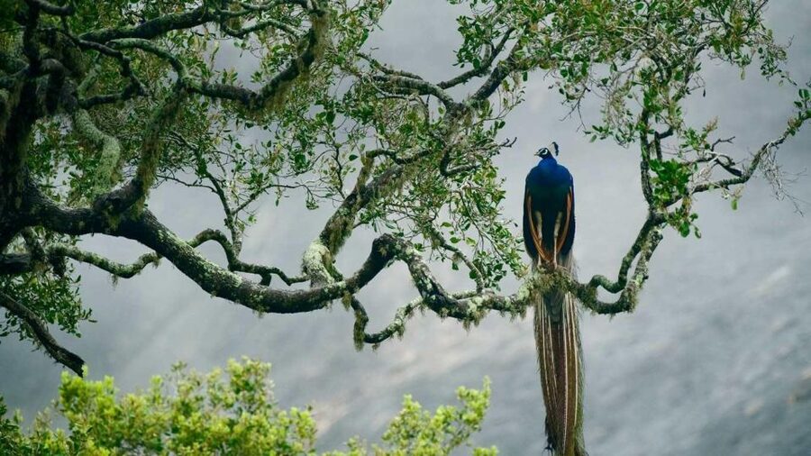 From Ella: Drop to Tangalle/Hiriketiya/Mirissa & Yala Safari - Key points before you book