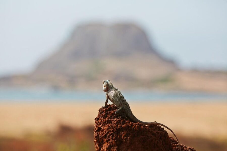 From Ella: Drop to Tangalle/Hiriketiya/Mirissa & Yala Safari - Leopards, crowds, and realistic expectations