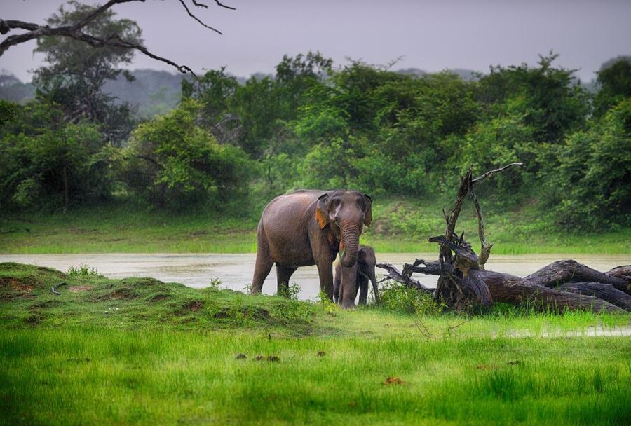 From Ella: Drop to Tangalle/Hiriketiya/Mirissa & Yala Safari - Who will get the most from this trip