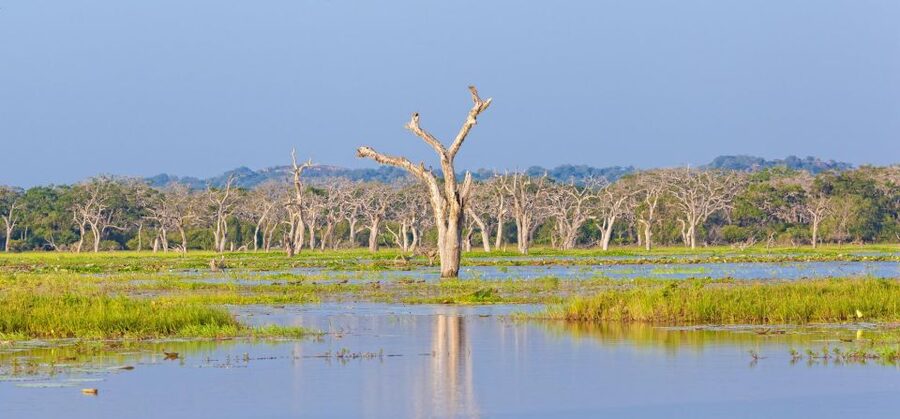 From Ella: Shuttle to Down South Any Location w Yala Safari - Timing problems and the risk of a late start