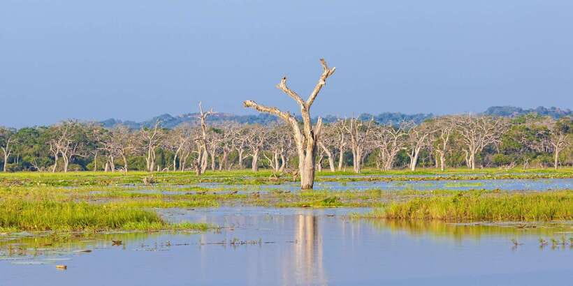 From Ella: Shuttle to Down South Any Location w Yala Safari - Food, comfort, and what to pack