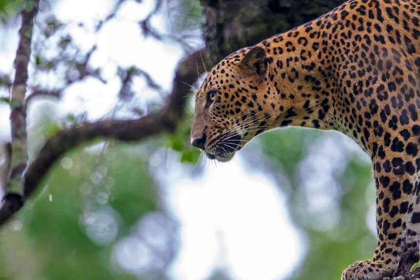 From Ella: Shuttle to Tangalle/Hiriketiya with Yala Safari - Should you book the Ella to Yala transfer?