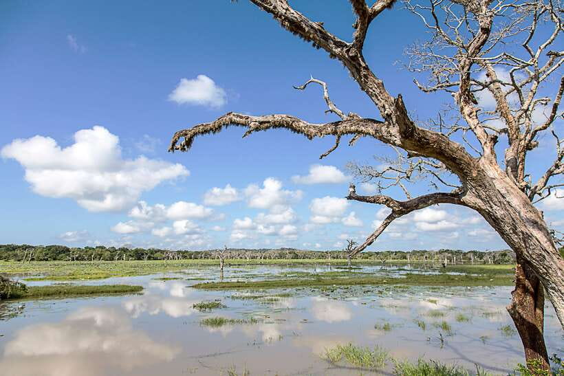From Ella: Shuttle to Tangalle/Hiriketiya with Yala Safari - Who should book this experience?