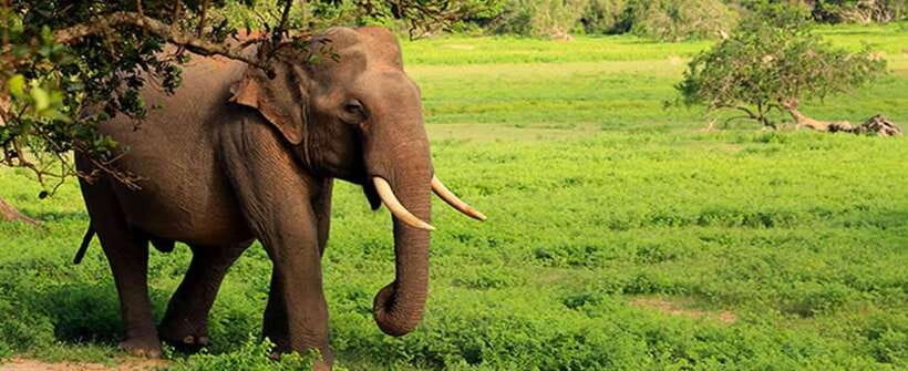 From Ella: Udawalawa Safari and Tangalle/Hiriketiya Transfer - Who should book this experience