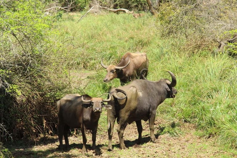 From Ella : Udawalawa Safari & Drop Tangalle/ Mirissa/ Galle - The Elephant Transit Home and feeding sessions