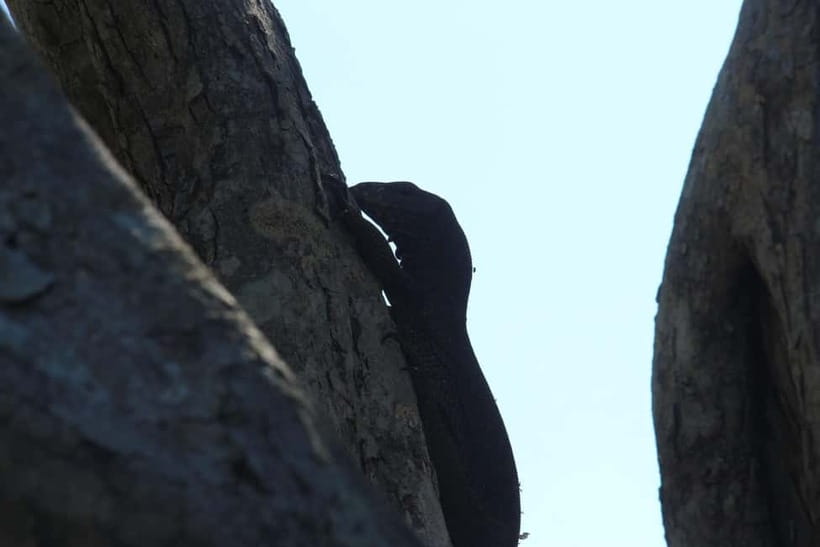 From Ella : Udawalawa Safari & Drop Tangalle/ Mirissa/ Galle - Who should book this experience?