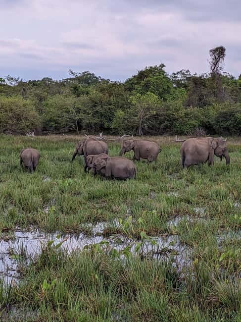 From Ella : Udawalawa Safari & Drop Tangalle/ Mirissa/ Galle - Leaving Ella before sunrise