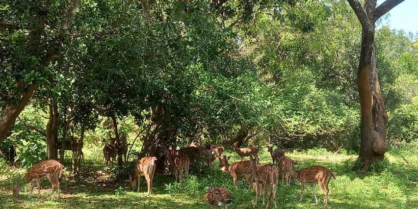 From Ella: Udawalawe National Park Safari Tour - Key points to know before booking
