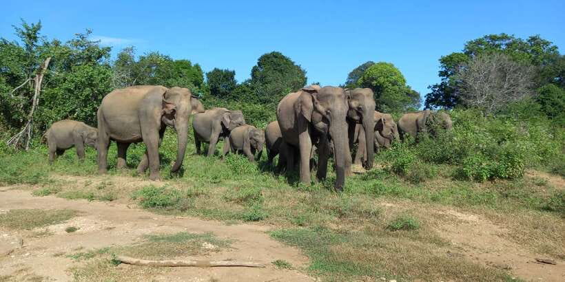 From Ella: Udawalawe National Park Safari Tour - Why the Ella to Udawalawe route makes sense
