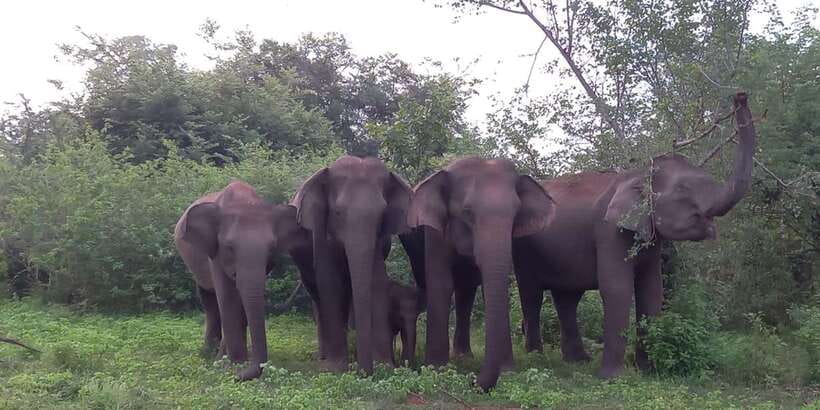 From Ella: Udawalawe National Park Safari Tour - Four hours on an open-top Jeep