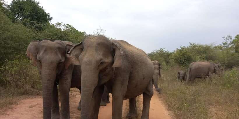 From Ella: Udawalawe National Park Safari Tour - Timing, weather, and practical comfort